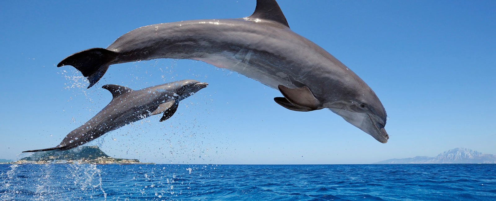 Avistamiento de Delfines y Ballenas