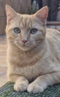 Gibraltar Veterinary Clinic