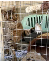 Gibraltar Veterinary Clinic