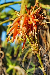 Aloe flower Alameda Botanic Gardens