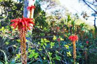 Aloe flowers Alameda Botanic Gardens