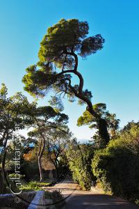 Stone Pine Trees Botanic Gardens Gibraltar