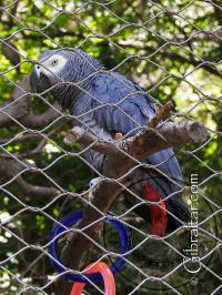 African Grey Parrot at the AWCP in Gibraltar