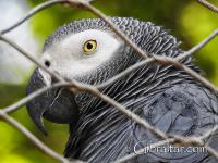 African Grey Parrot Alameda Wildlife Conservation Park
