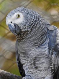 African Grey Parrot at the Alameda Wildlife Park