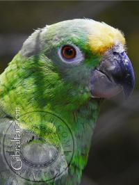 Amazon Green Parrot at the Alameda Wildlife Conservation Park
