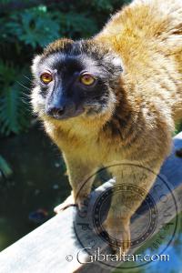 Brown Lemur at the Alameda Wildlife Conservation Park
