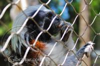 Cotton Top Tamarin eating at the Alameda Wildlife Conservation Park
