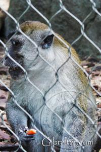 Long Tailed Macaque at Alameda Wildlife Conservation Park