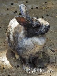 Rabbit at the Alameda Wildlife Conservation Park