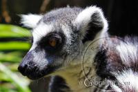 Ring Tailed Lemur Side Portrait Alameda Wildlife Conservation Park