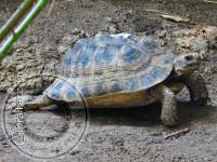 Spur Thighed Tortoise Alameda Wildlife Conservation Park