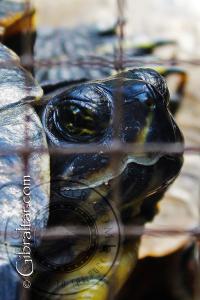 Spur Thighed Tortoise Face at Alameda Wildlife Conservation Park