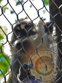 Macaco cangrejero o macaco de cola larga, Parque de Conservación de la Vida Silvestre Alameda