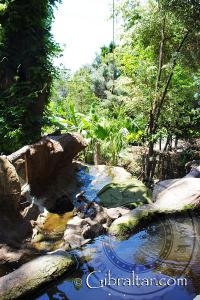 Arroyo del hábitat de las nutrias en el Parque de Conservación de la Vida Silvestre Alameda