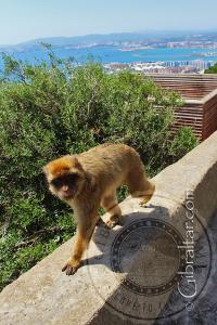 Apes Den y la Bahía de Gibraltar de fondo