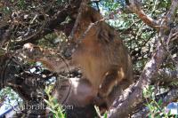 Mono sentado en un árbol en Apes Den