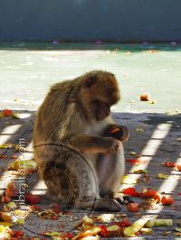 Macaco comiendo en Apes Den - Guarida de los monos