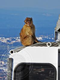 Monkey and Cable Car
