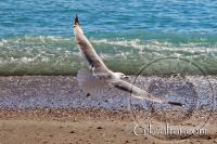 Seagull flying at Catalan Bay