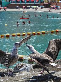 Two seagulls at Catalan Bay in Gibraltar