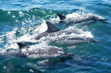Avistamiento de Delfines y Ballenas en Gibraltar
