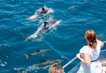 Dolphin Safari en Gibraltar