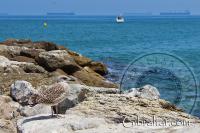Eastern beach rock pier and seagull in Gibraltar