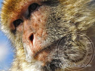 Gibraltar macaque facial photo