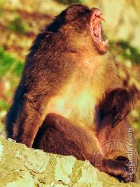 Gibraltar Monkey Yawning