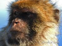 Closeup facial photo of a Gibraltar monkey