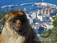 Gibraltar macaque and city view
