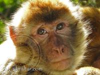Gibraltar macaque baby closeup