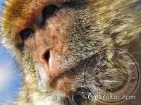 Gibraltar macaque facial photo