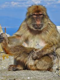 Gibraltar macaque scratching its leg
