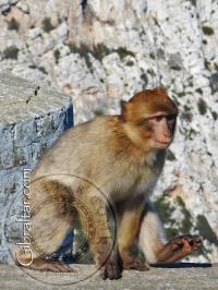 Gibraltar macaque walking at the top station