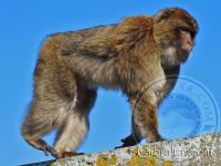Gibraltar macaque walking