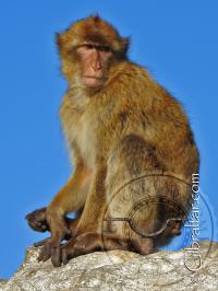 Gibraltar monkey sitting and watching