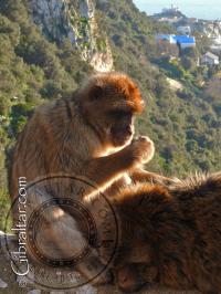 Gibraltar monkeys grooming each other