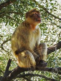 Macaque sitting in a tree