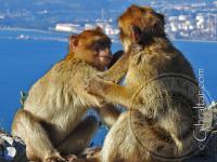 Macaques cuddling and grooming