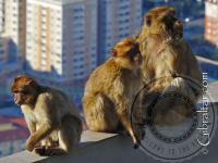 Three Gibraltar macaques at the Top Station