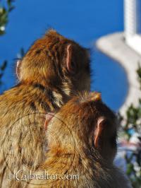 Two Gibraltar monkeys looking at the view