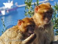 Two macaques of Gibraltar