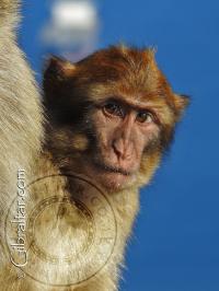 Baby Gibraltar Monkey