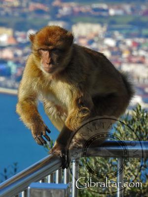 Macaco de Gibraltar caminando a lo largo de la barandilla
