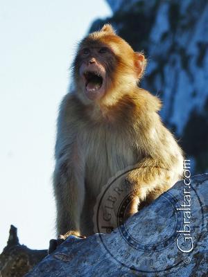 Mono pequeño aullando y llamando a los demás, Gibraltar 