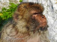 Primer plano facial de un Macaco de Gibraltar