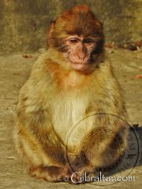 Pequeño Macaco de Gibraltar