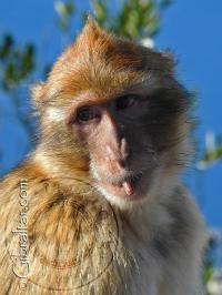 Macaco de Gibraltar picando algo